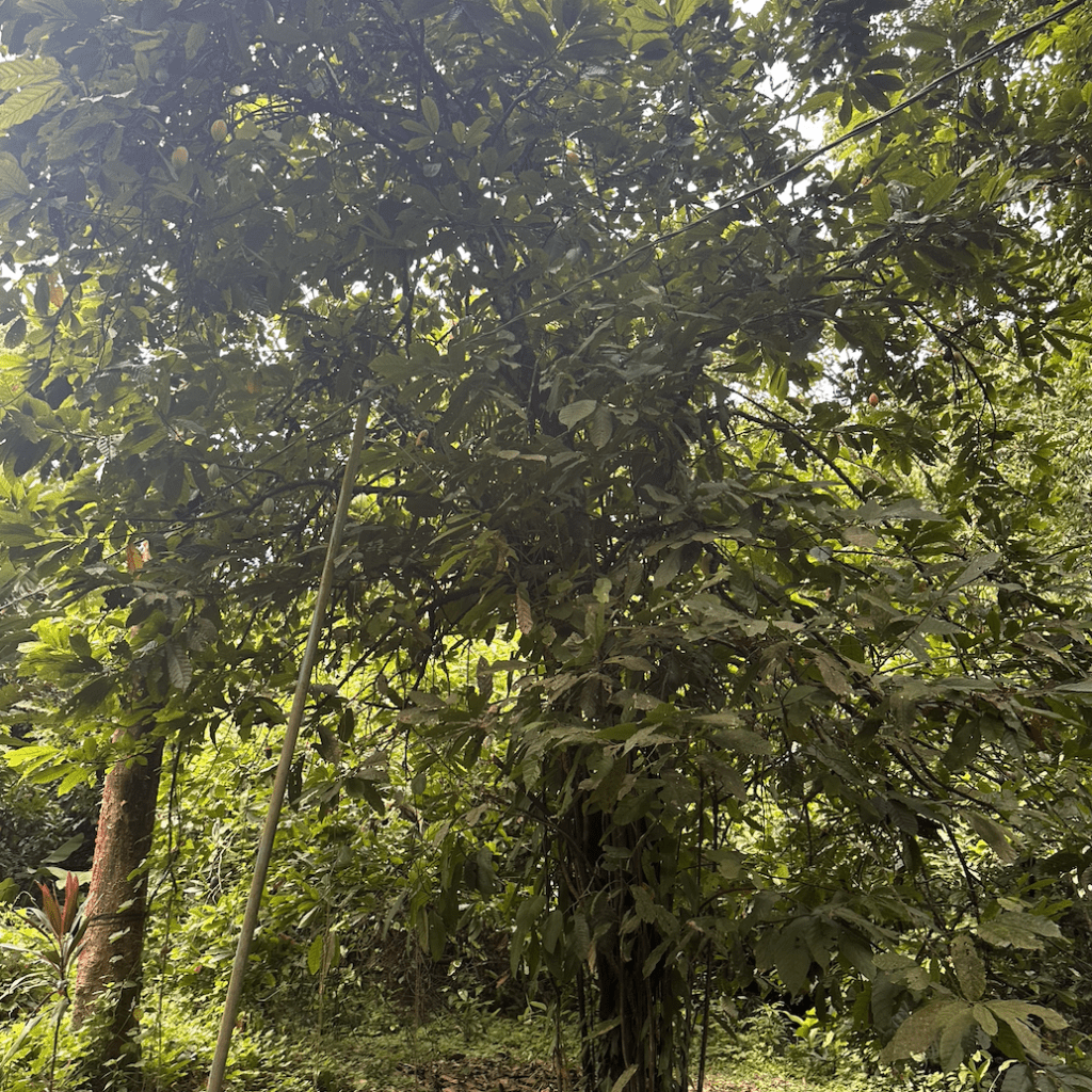 Chemistry of Chocolate&nbsp;Making